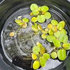 アマゾンフロッグ　水草　メダカやビオトープに