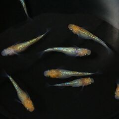 ミックス　めだか１６匹＋α　元気で綺麗なメダカ達　③の画像