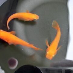ミックス　めだか１６匹＋α　元気で綺麗なメダカ達　③の画像
