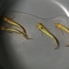 ミックス　めだか１６匹＋α　元気で綺麗なメダカ達　③の画像