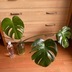 ランキングキーワードに紐づく投稿画像-観葉植物