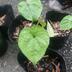 ランキングキーワードに紐づく投稿画像-観葉植物