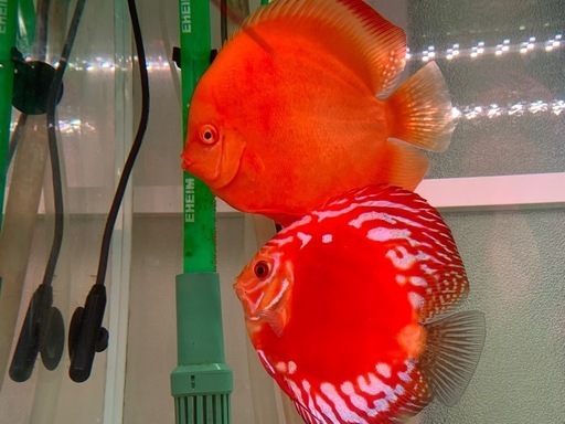 ディスカスの繁殖