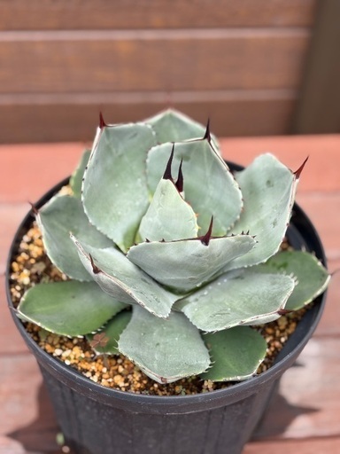 アガベ パリートランカータ 親株 限定値下げ パリー トランカータ アガベ 耐寒性アガベ 最終値下げ 大株☆アガベ