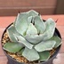 ランキングキーワードに紐づく投稿画像-多肉植物