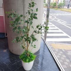 ニトリ　観葉植物(造花)