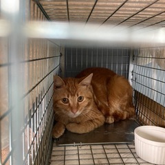 最新😽茶トラ一才位　去勢済　おっとりな雄♂ 他の猫さんと仲が良い...