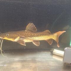 タイガーシャベルの画像