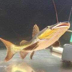 タイガーシャベルの画像