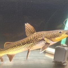 タイガーシャベルの画像