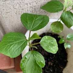 ローゼルの苗　2本の画像