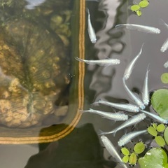 めだか　幹之（みゆき）メダカの画像