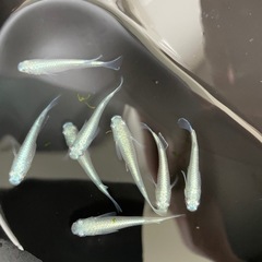 めだか　幹之（みゆき）メダカの画像