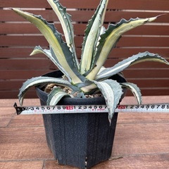 大株★アガベ★華厳★激レア品種★極上品★親株★多肉植物★ブルーグ...