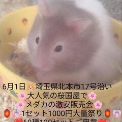 🌸はるいろめだか🌸桜国屋🌸改良メダカ🐟いつもの激安販売祭り…
