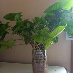 観葉植物