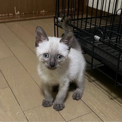 人懐っこい可愛いきょうだいです💓 - 里親募集
