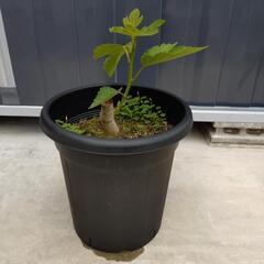 イチジク ( いちじく 無花果 ) 押しフルーツ 6枚 素材