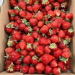 朝採りあまおう4kg