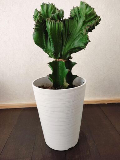ユーフォルビア マハラジャ ラクテア フランキアナ 3個セット ユーフォルビア マハラジャ 紫 3.5号 | Green Vibes 宇都宮市の
