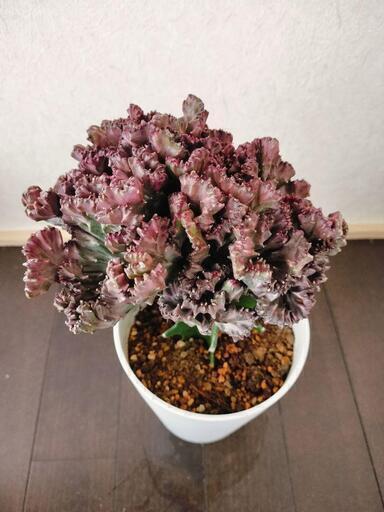 ラクテア フランキアナ多肉植物 サボテン ユーフォルビア 綴化