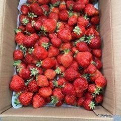朝採りあまおう2kg