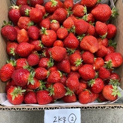朝採りあまおう2kg ②