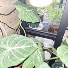 観葉植物　フェロデンドロンA