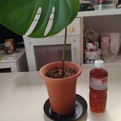 観葉植物　モンステラの画像