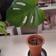 観葉植物　モンステラ