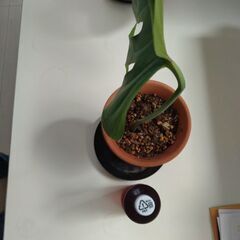 観葉植物　モンステラの画像