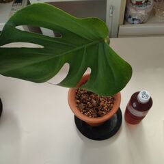 観葉植物　モンステラの画像