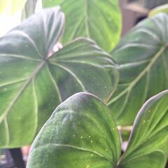 観葉植物　フェロデンドロン