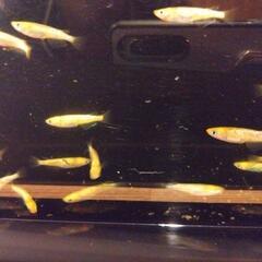 サンシャインめだか（黄ラメ）