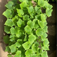 【急募】きゅうりの苗の画像