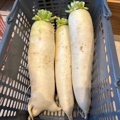 大根