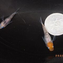 紅焔（こうえん）3色メダカの半ダルマの画像