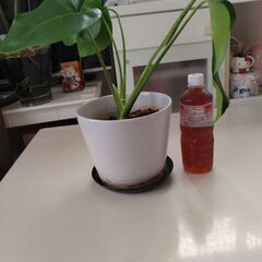モンステラ鉢植え　観葉植物　の画像