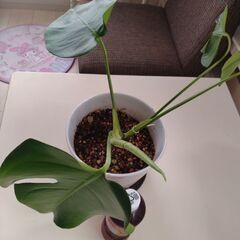 モンステラ鉢植え　観葉植物　の画像