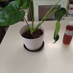 モンステラ鉢植え　観葉植物　