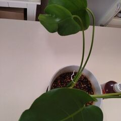 モンステラ鉢植え　観葉植物　の画像