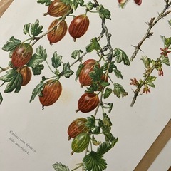 ボタニカルアート 植物画ポスターの画像