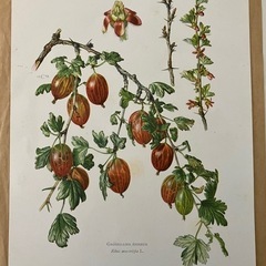 ボタニカルアート 植物画ポスター