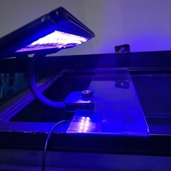 水槽用照明💡✨