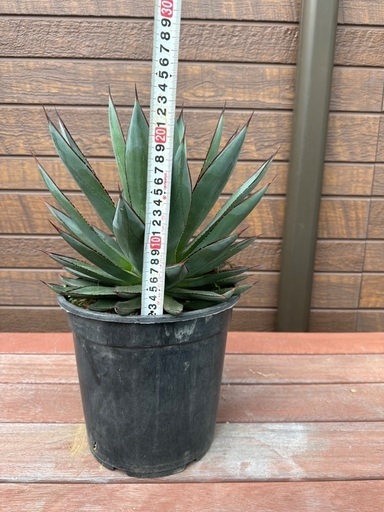 柔らかな質感の アガベ 観葉植物 ドライガーデン 地植え株 耐寒