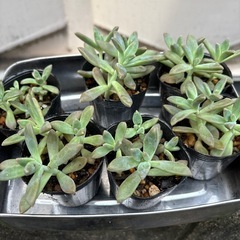 多肉植物  1個  30円