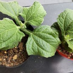 無農薬ヤーコン 苗2つ
