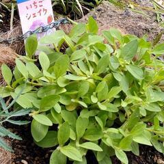 ペチュニアの画像