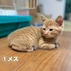 子猫里親募集中