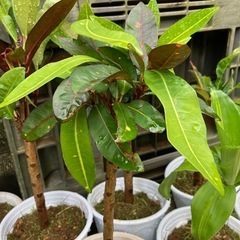観葉植物クロトンの画像